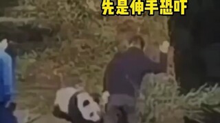 熊猫# 华妮 遭饲养员殴打它明明没有做错什么