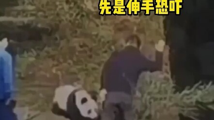 熊猫# 华妮 遭饲养员殴打它明明没有做错什么