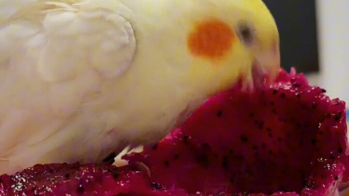 งั้น… แก้วมังกรก็ถือว่าเป็นลูกที่ฉันให้กำเนิดมาเหมือนกันใช่ไหม?