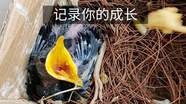 How Obedient Are Birds Raised From Hatch?