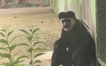 I used to really enjoy going to the zoo...