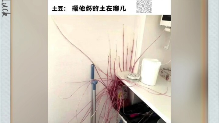Ảnh chế internet