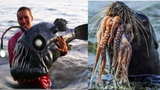 Catching Seafood 🦀 Deep Sea Octopus #74