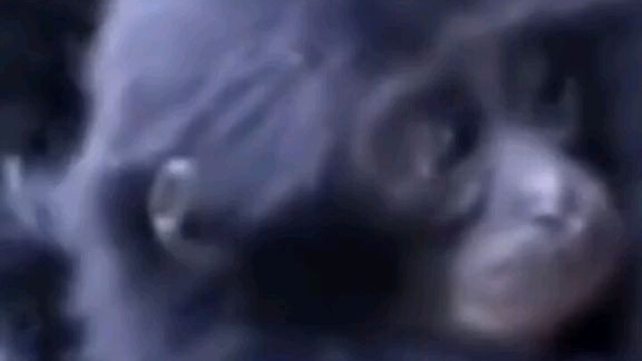 MONKEY INFLATE😂😂😂😂😂😂