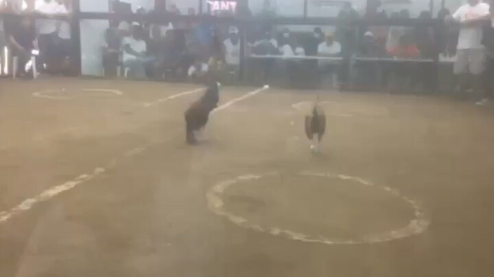 grey owner Richard santos