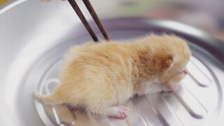Cara membuat "Ragdoll goreng", mengiler saat mengolahnya