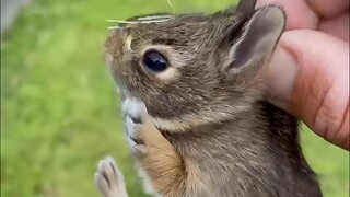 Little Wild Rabbit, So Cute!