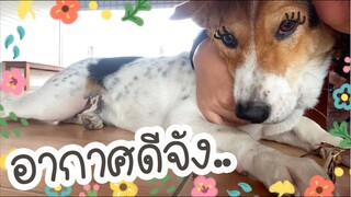 โลกของแสนดี ตอน เฝ้าพี่เมยปลูกต้นไม้
