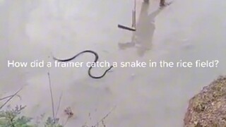 snake in the rice Paddy, scary video