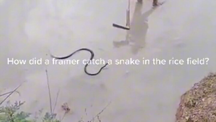 snake in the rice Paddy, scary video