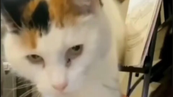 Bro is a naturally evil kitty 😈