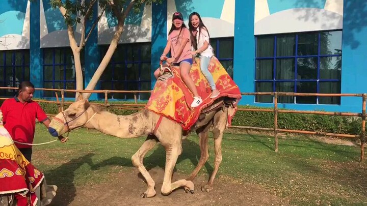 my sister ride camel part 2