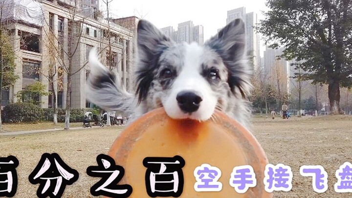 A Border Collie nails every frisbee catch—100%! Netizens joke: “Frisbees are ready; where do I pick 