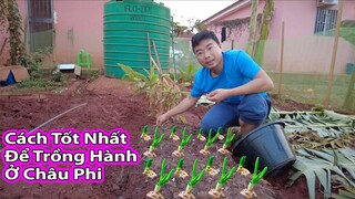 Cách 2Q Trồng hành ở châu Phi Như thế nào?||2Q Vlogs Cuộc Sống Châu Phi