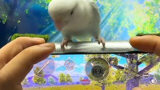 鸟：枪打出头人