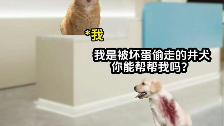 Khi buff Ngôn Ngữ Thú của tôi đã đầy!