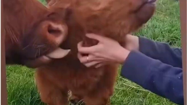 Hầu hết các loài động vật có thích được xoa đầu không?