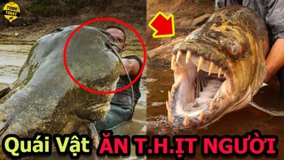 🔴Khóc Thét Với 10 Con Thủy Quái Nguy Hiểm Và Đáng Sợ Nhất Thế Giới Đang Âm Thầm Rình Rập Con Người
