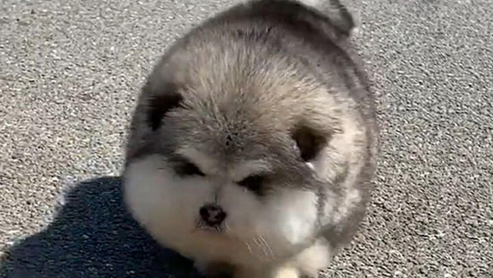 A super cute chubby Alaskan Malamute running around