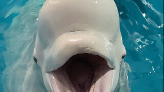 Xiao Hei sangat takut dirugikan.