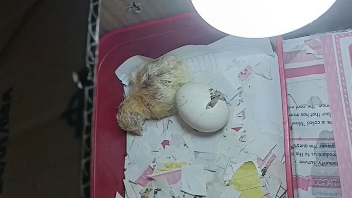 update sa ating mga alaga