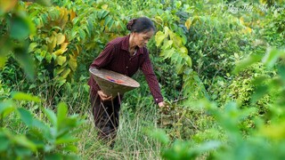 Mẹ lên rừng hái sim chín, làm sữa chua túi I Tuổi thơ dữ dội của 8X 9X I Picking wild rose myrtles