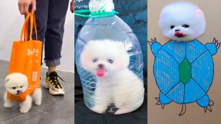 Funny and Cute Dog Pomeranian 😍🐶| Funny Puppy Videos #115