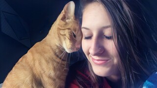 CATS really do Love their Humans, even if they don't show it - Cute Cats Show Love
