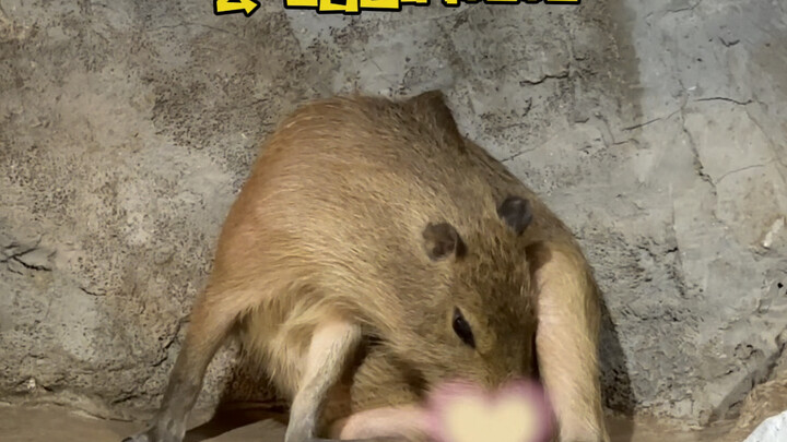 อะไรนะ? ฮิปโปแคระโดนดราม่าอีกแล้ว!