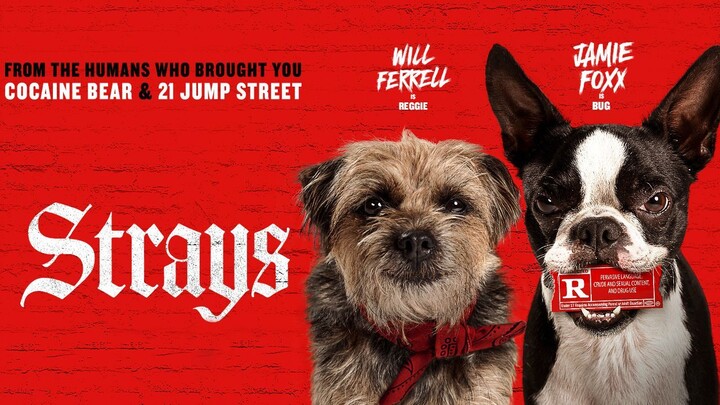 Strays. Watch Full Movie : Link In Description