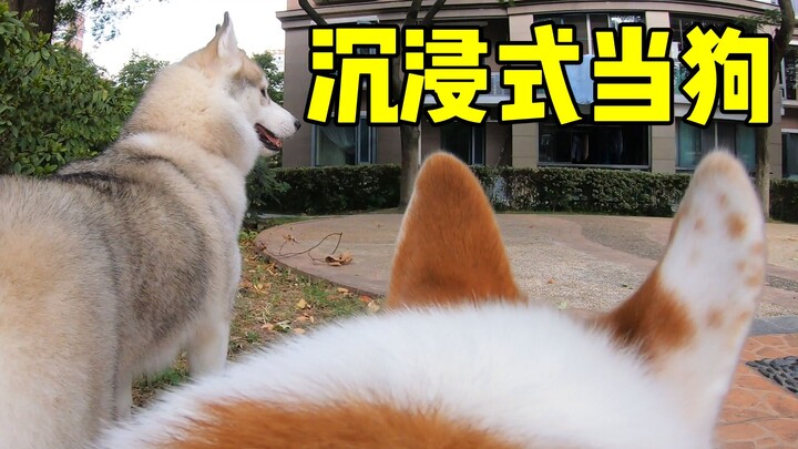 ติดกล้องให้หมา โลกในสายตาของเจ้าตูบเป็นแบบนี้เอง!