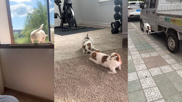 Happy Jack Russell Terrier