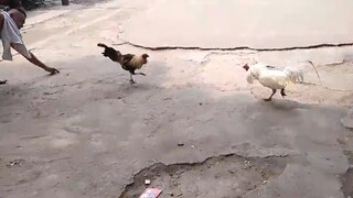 Puti vs Talisay 🐓