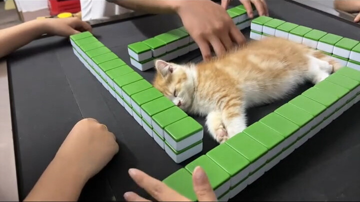 Who wouldn’t want a cute little kitten at the mahjong table?