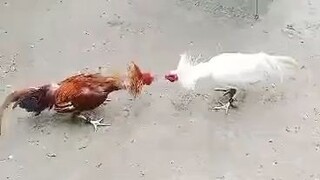 Bcharahabs backyards