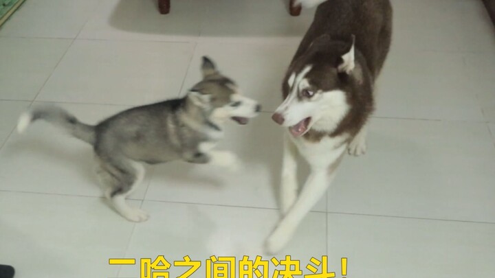 Husky: We’re all of the same breed—why such haste to turn on each other!