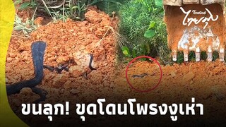 หนุ่มกลุ้มใจ ขุดโดนโพรงงูเห่า โพสต์ถามทำไงดี หวั่นอาถรรพ์ซ้ำรอย?|ไทยนิวส์|16-SS