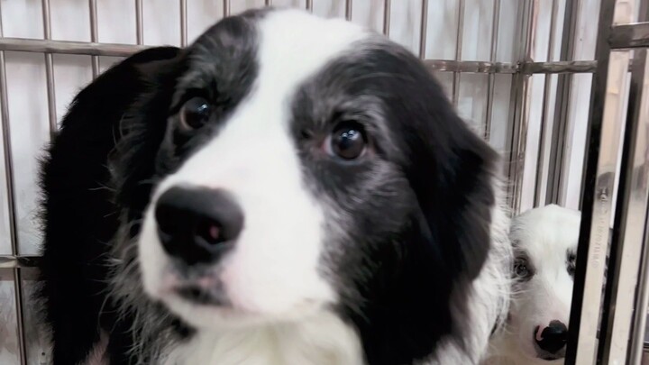 Cara Mengenali Penyamaran Border Collie