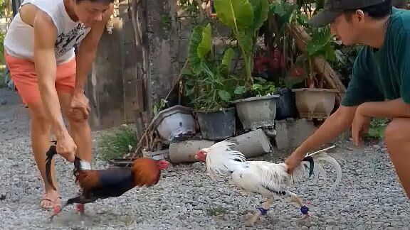 7 months old stags GILMORE VS WHITE