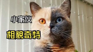 Video hewan yang membuat orang takjub itu!