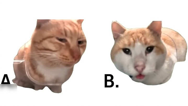 2024 Cat Meme Final Exam (Enhanced Edition)