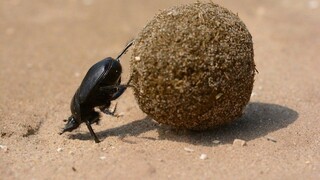 Dung beetles are nature's cleaners, doing a dirty and exhausting job. Why can dung beetles walk in a