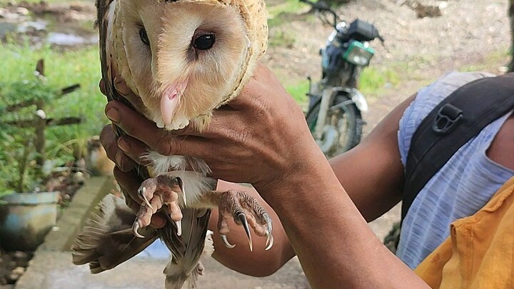 Philippine Owl