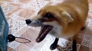 The little fox is mad because its owner was playing games without inviting it to join in.