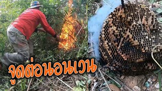 จูดต่อนอนเวน"จะต่อยต่อหรือต่อจะต่อย