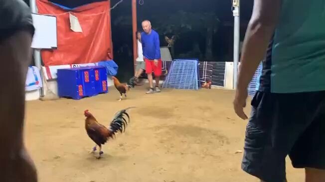 3 selection for 8 UGBOD STAG DERBY @NAC BOGO NOV 8,2025