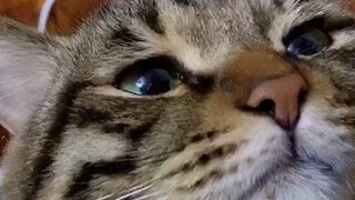 My dear cat is so cute