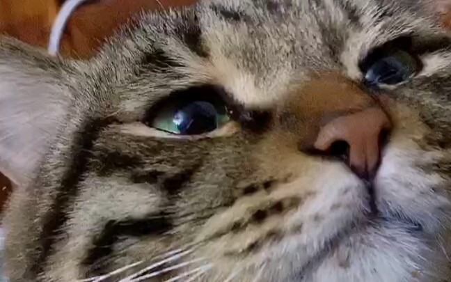 My dear cat is so cute