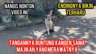 KUCING KAKI 3 MENCARI MAJIKANNYA YANG HILANG ENDINGNYA BIKIN TERHARU SEMUA ORANG..!