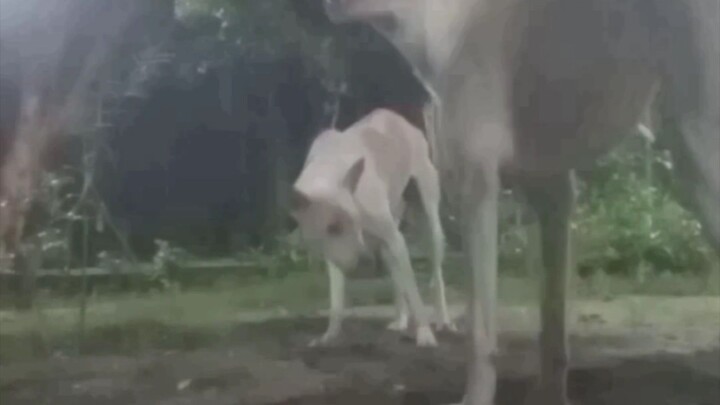 😳Watch this adorable puppy's funny adventure!